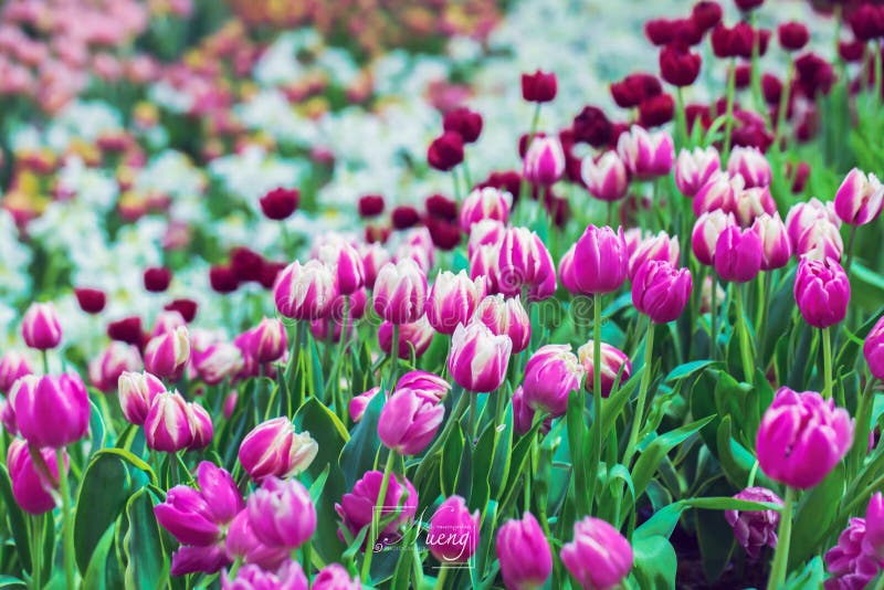 Tono suave del dulce del estilo del fondo natural del foco  de Sakura o de las flores de cerezo foto de archivo Tono suave del dulce del estilo del fondo natural del foco  de Sakura o de las flores de cerezo foto de archivo
